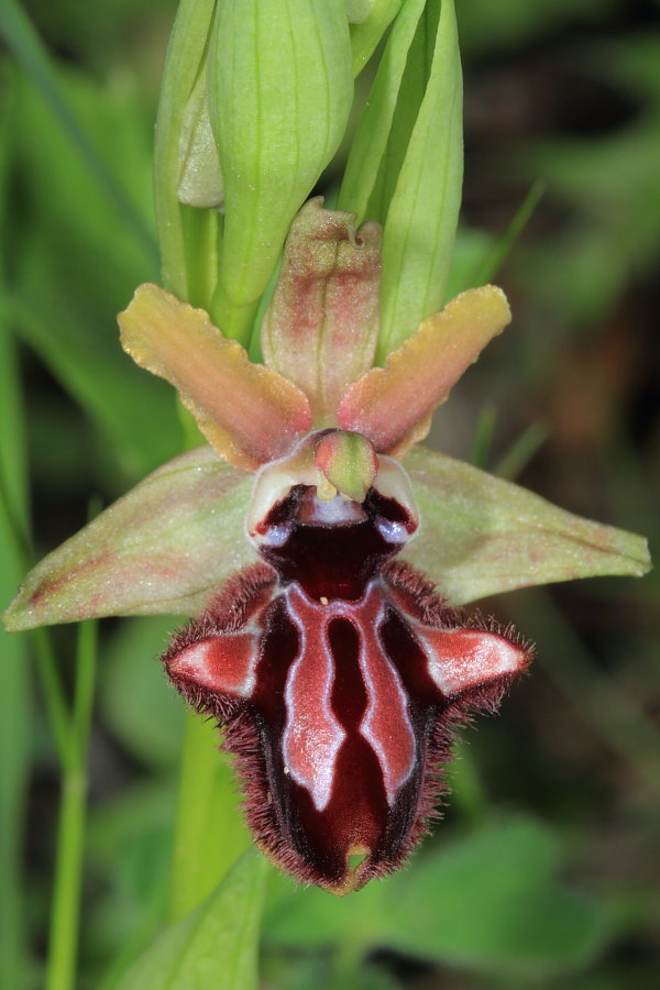 Sfogliavo le foto......un paio di Ophrys incubacea!